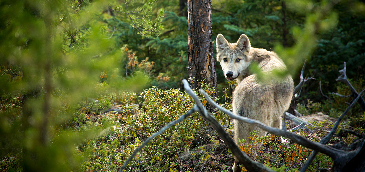 Wolf in forest